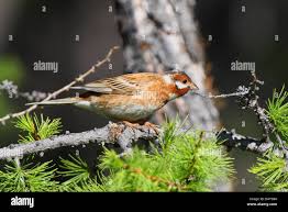 Image result for Emberiza leucocephalos