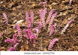 Attēlu rezultāti vaicājumam “Lathraea squamaria flower”