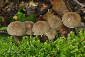 Attēlu rezultāti vaicājumam “Mycena abramsii”