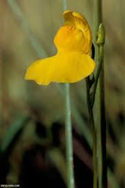 Attēlu rezultāti vaicājumam “Utricularia intermedia bud”