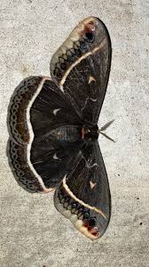 Attēlu rezultāti vaicājumam “Hemicrepidius sp.”