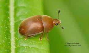 Attēlu rezultāti vaicājumam “Cychramus luteus”