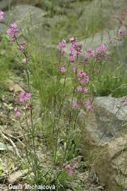 Attēlu rezultāti vaicājumam “Silene viscaria fruit”