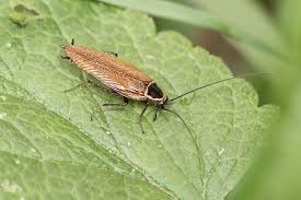 Attēlu rezultāti vaicājumam “Ectobius sylvestris male”