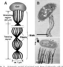 Attēlu rezultāti vaicājumam “Cribraria ferruginea stalked”