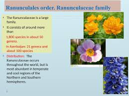 Attēlu rezultāti vaicājumam “Ranunculaceae”