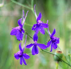 Attēlu rezultāti vaicājumam “Consolida regalis bud”