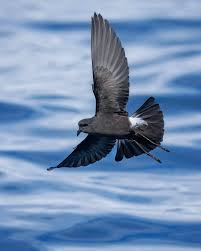 Image result for Oceanites oceanicus