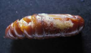 Attēlu rezultāti vaicājumam “Agrochola litura imago”