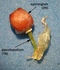Attēlu rezultāti vaicājumam “Sphagnum centrale sporophyte”