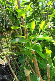 Attēlu rezultāti vaicājumam “Sorbaria sorbifolia fruit”