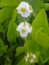 Attēlu rezultāti vaicājumam “Sagittaria sagittifolia flower”