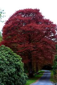 Attēlu rezultāti vaicājumam “Fagus sylvatica fo. purpurea leaf”
