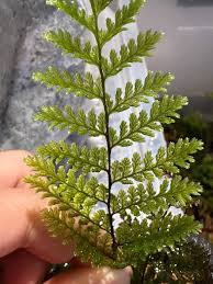 Attēlu rezultāti vaicājumam “Adoxus obscurus”