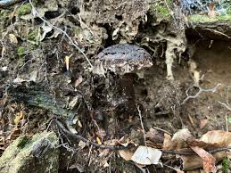 Attēlu rezultāti vaicājumam “Strobilomyces strobilaceus”