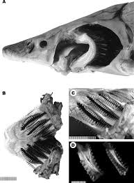 Image result for Huso brevirostrum