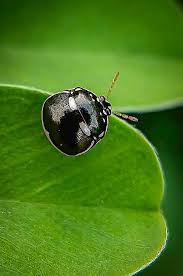 Attēlu rezultāti vaicājumam “Hydrochara caraboides”