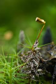 Attēlu rezultāti vaicājumam “Badhamia lilacina var. megaspora sessile”