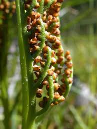 Attēlu rezultāti vaicājumam “Botrychium multifidum”