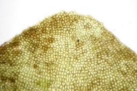 Attēlu rezultāti vaicājumam “Scapania”