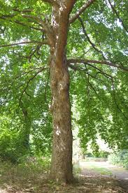 Attēlu rezultāti vaicājumam “Corylus colurna”