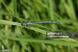 Attēlu rezultāti vaicājumam “Platycnemis pennipes male”