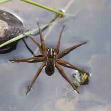 Attēlu rezultāti vaicājumam “Pisauridae”