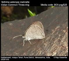 Attēlu rezultāti vaicājumam “Athelia pyriformis”