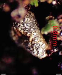 Attēlu rezultāti vaicājumam “Physarum alexandrowiczii”