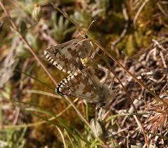 Attēlu rezultāti vaicājumam “Pyrgus alveus underside”