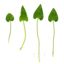 Attēlu rezultāti vaicājumam “Viola uliginosa leaf”