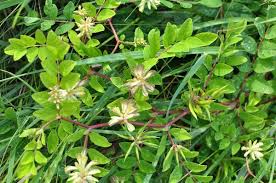 Attēlu rezultāti vaicājumam “Astragalus glycyphyllos”