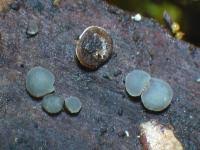 Attēlu rezultāti vaicājumam “Mollisia uda”