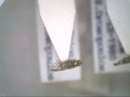 Attēlu rezultāti vaicājumam “Eupteryx vittata”