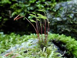 Attēlu rezultāti vaicājumam “Pohlia elongata”