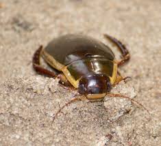 Attēlu rezultāti vaicājumam “Dytiscus dimidiatus”