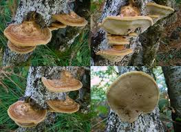 Attēlu rezultāti vaicājumam “Inonotus rheades”