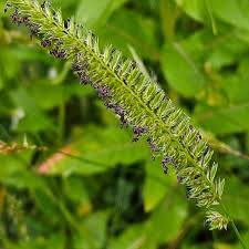 Attēlu rezultāti vaicājumam “Cynosurus cristatus”