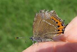 Attēlu rezultāti vaicājumam “Satyrium pruni”