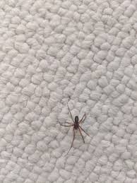 Attēlu rezultāti vaicājumam “Steatoda grossa”