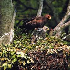 Attēlu rezultāti vaicājumam “Aquila pomarina”