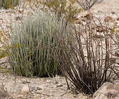 Attēlu rezultāti vaicājumam “Diderma tigrinum stalked”