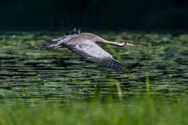 Attēlu rezultāti vaicājumam “Grus grus”
