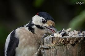 Attēlu rezultāti vaicājumam “Dendrocopos major juvenile”