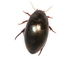 Attēlu rezultāti vaicājumam “Ilybius sp.”