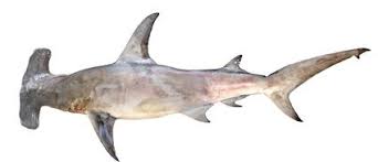 Image result for Sphyrna corona