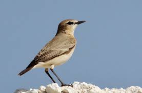 Attēlu rezultāti vaicājumam “Oenanthe oenanthe”