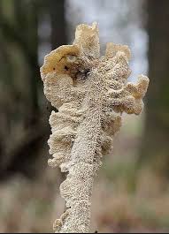 Attēlu rezultāti vaicājumam “Irpex lacteus”