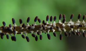 Attēlu rezultāti vaicājumam “Diachea leucopodia”