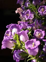 Image result for Campanula formanekiana